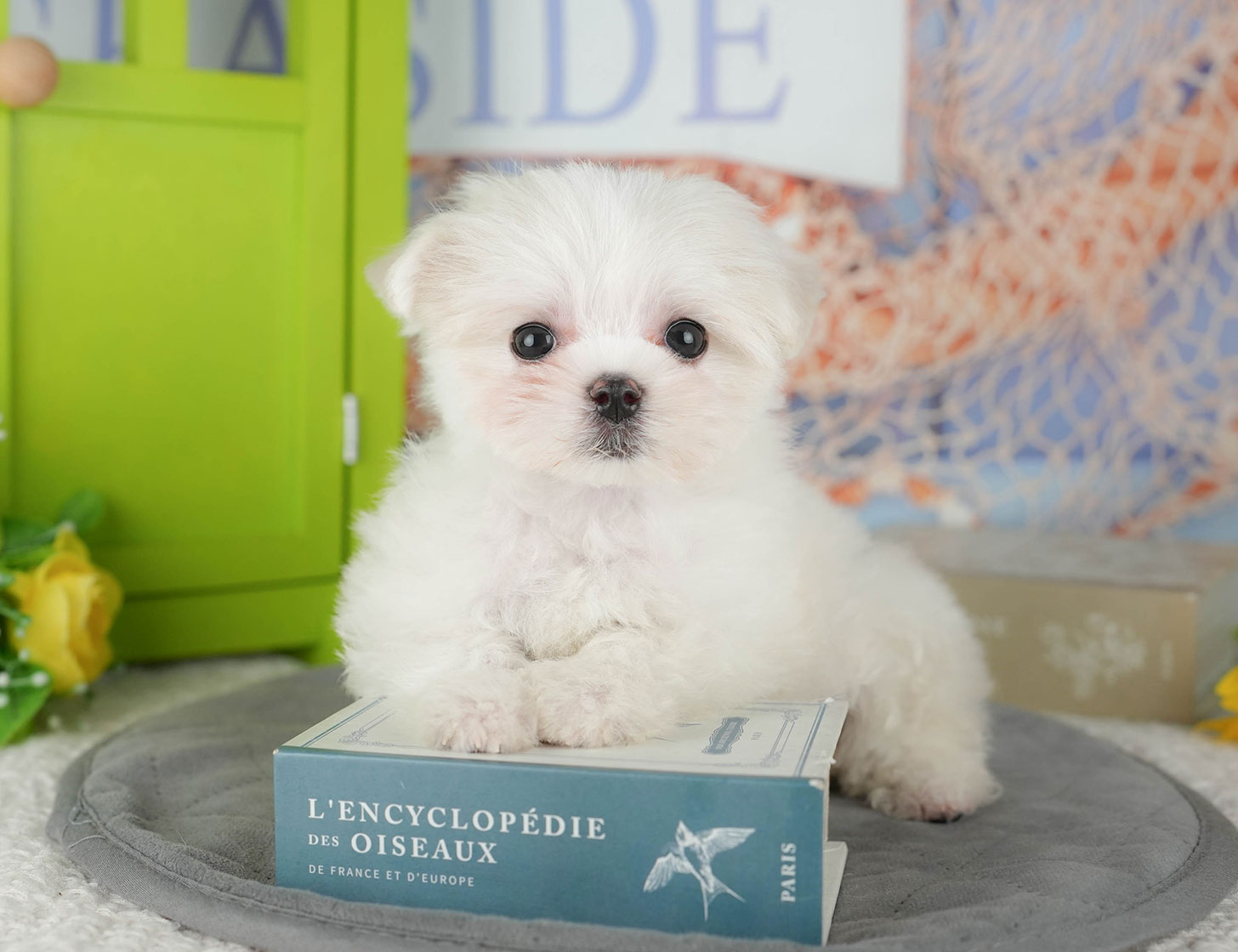 マルチーズ | 女の子 | ホワイト | 2025年10月8日