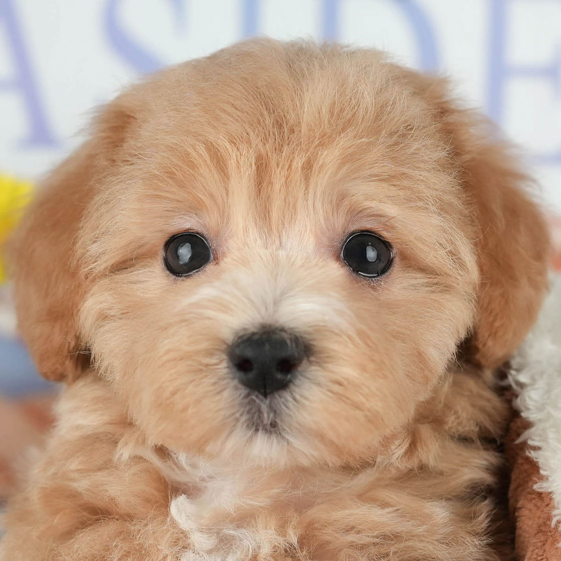 マルプー | 女の子 | レッド | 2025年10月8日