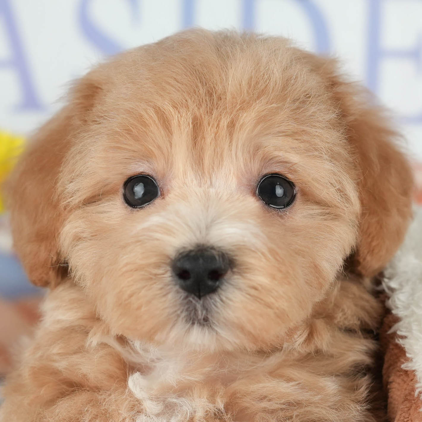 マルプー | 女の子 | レッド | 2025年10月8日