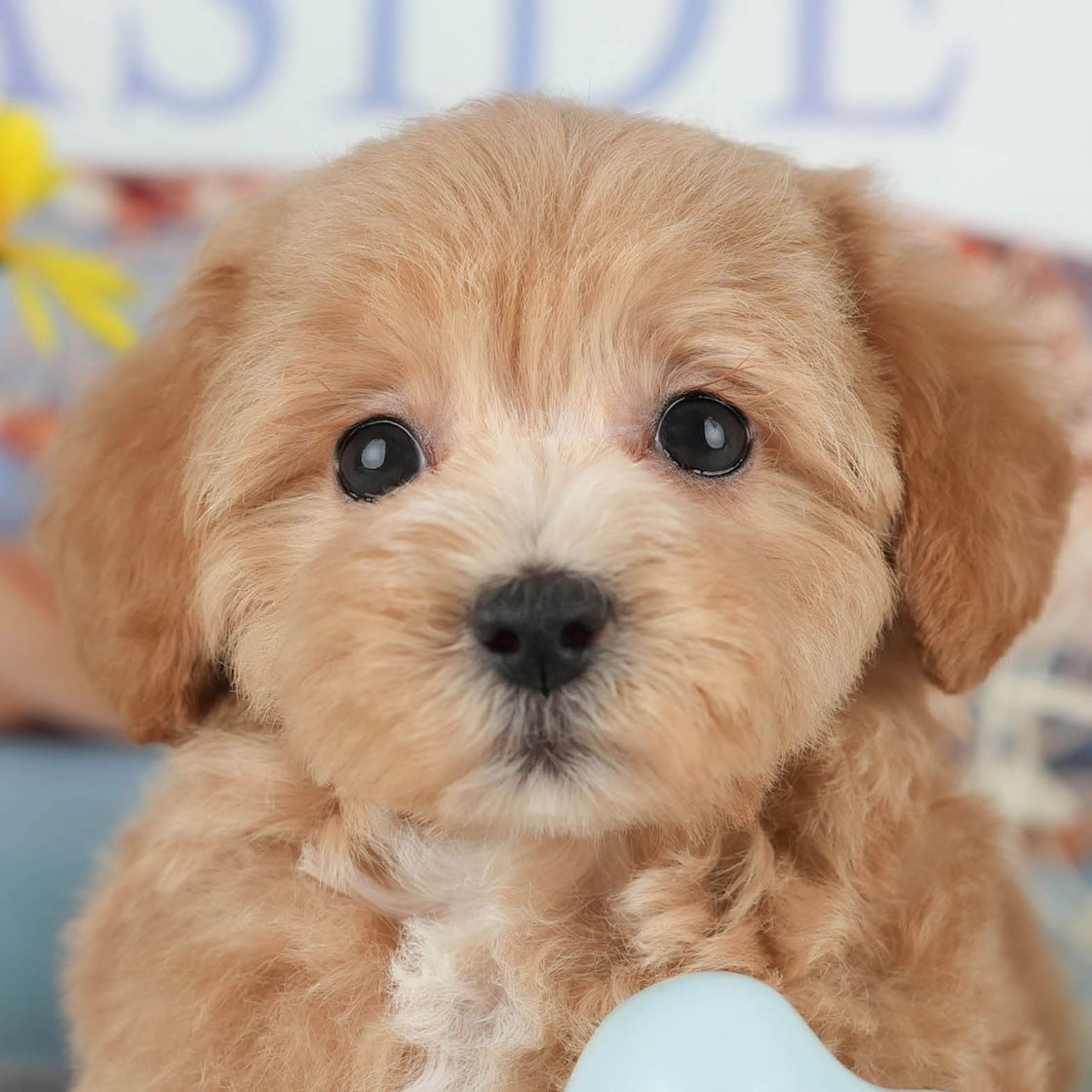 マルプー | 女の子 | レッド | 2025年10月8日