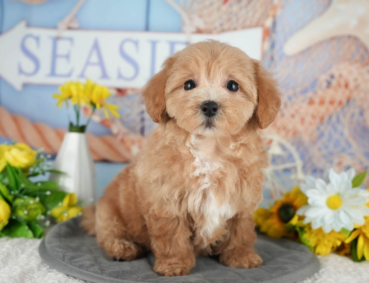 マルプー | 女の子 | レッド | 2025年10月8日