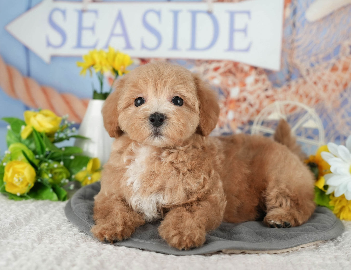 マルプー | 女の子 | レッド | 2025年10月8日