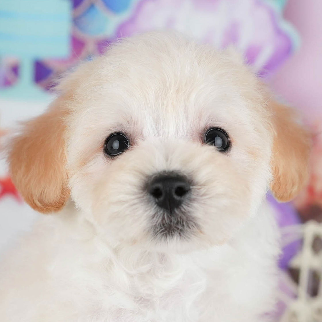 マルプー | 男の子 | クリーム | 2025年10月8日