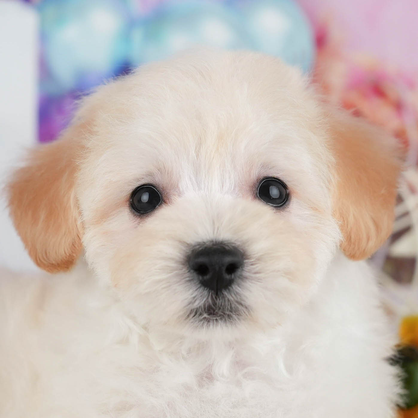 マルプー | 男の子 | クリーム | 2025年10月8日