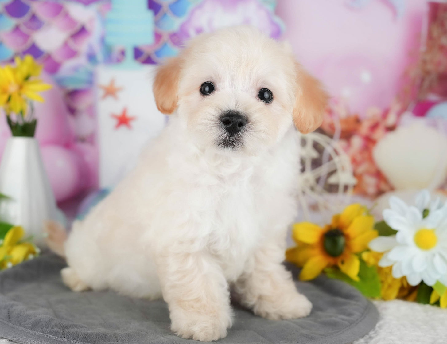 マルプー | 男の子 | クリーム | 2025年10月8日