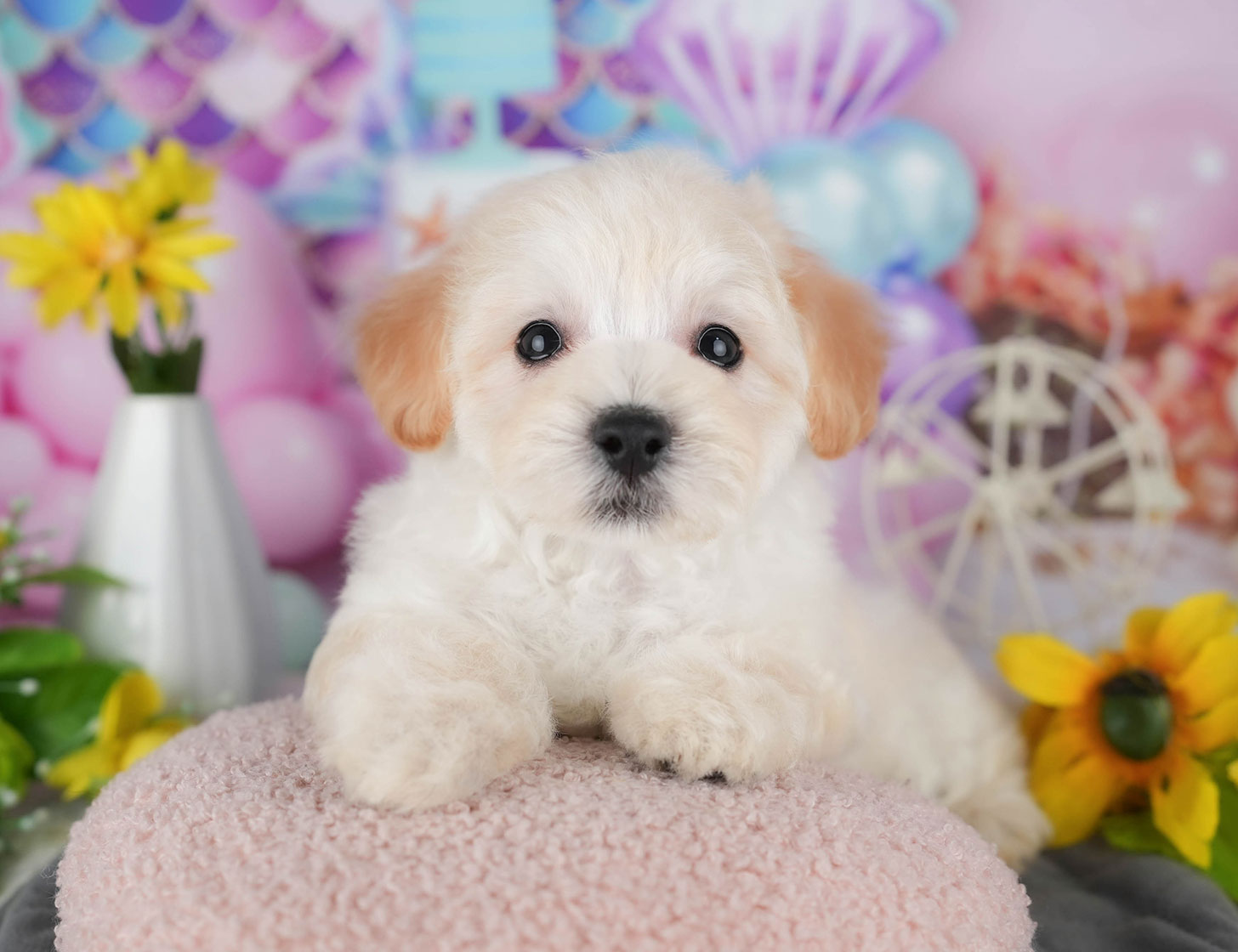 マルプー | 男の子 | クリーム | 2025年10月8日