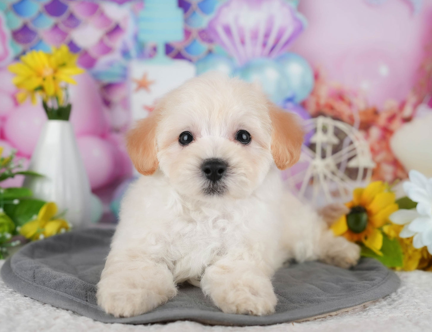 マルプー | 男の子 | クリーム | 2025年10月8日