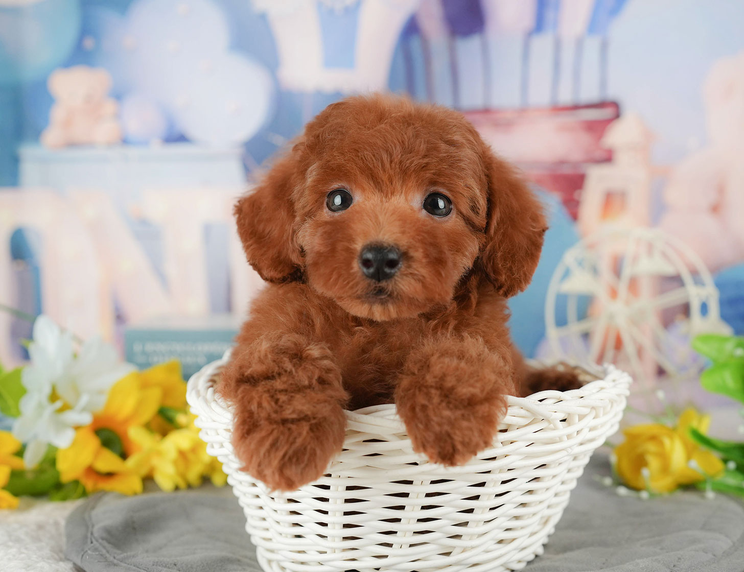 トイ・プードル | 女の子 | レッド | 2025年10月9日