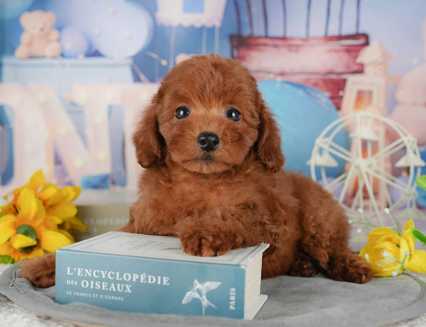 トイ・プードル | 女の子 | レッド | 2025年10月9日