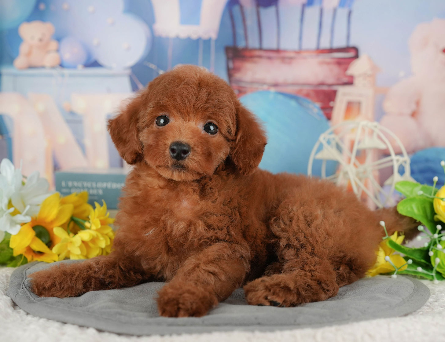 トイ・プードル | 女の子 | レッド | 2025年10月9日