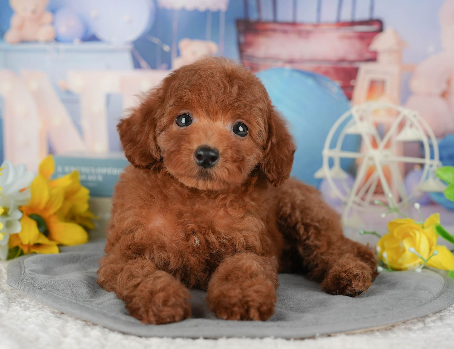 トイ・プードル | 女の子 | レッド | 2025年10月9日