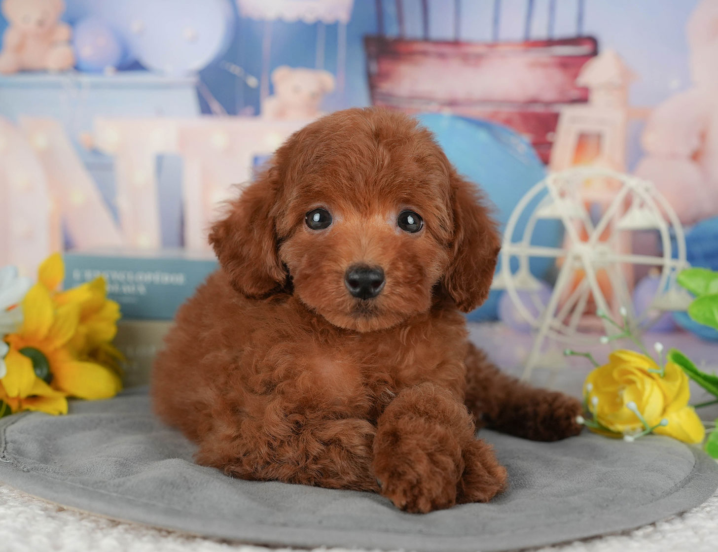 トイ・プードル | 女の子 | レッド | 2025年10月9日