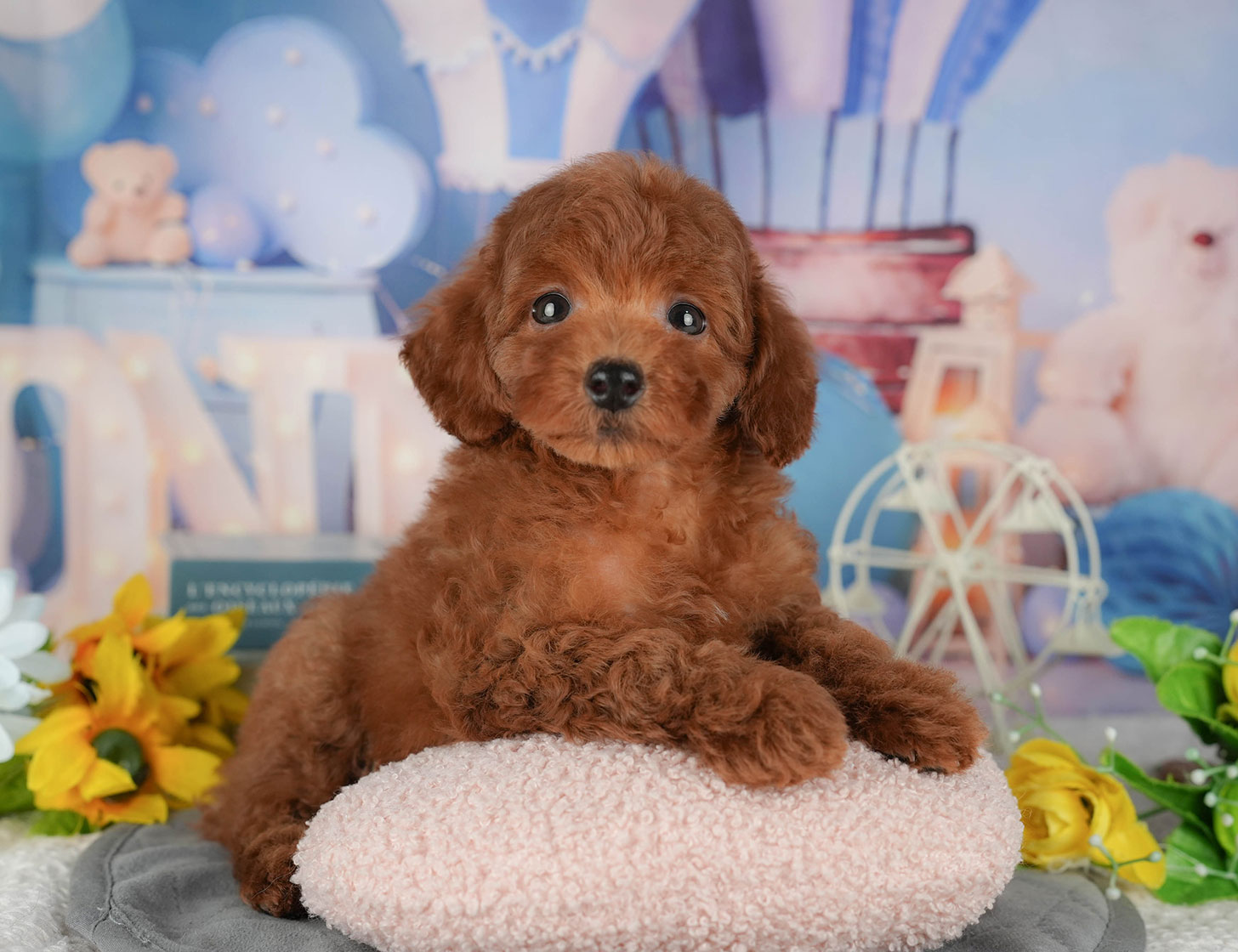 トイ・プードル | 女の子 | レッド | 2025年10月9日