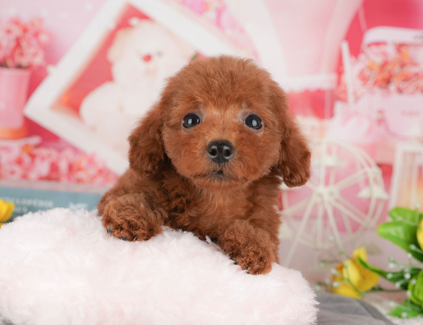 トイ・プードル | 女の子 | レッド | 2025年10月9日