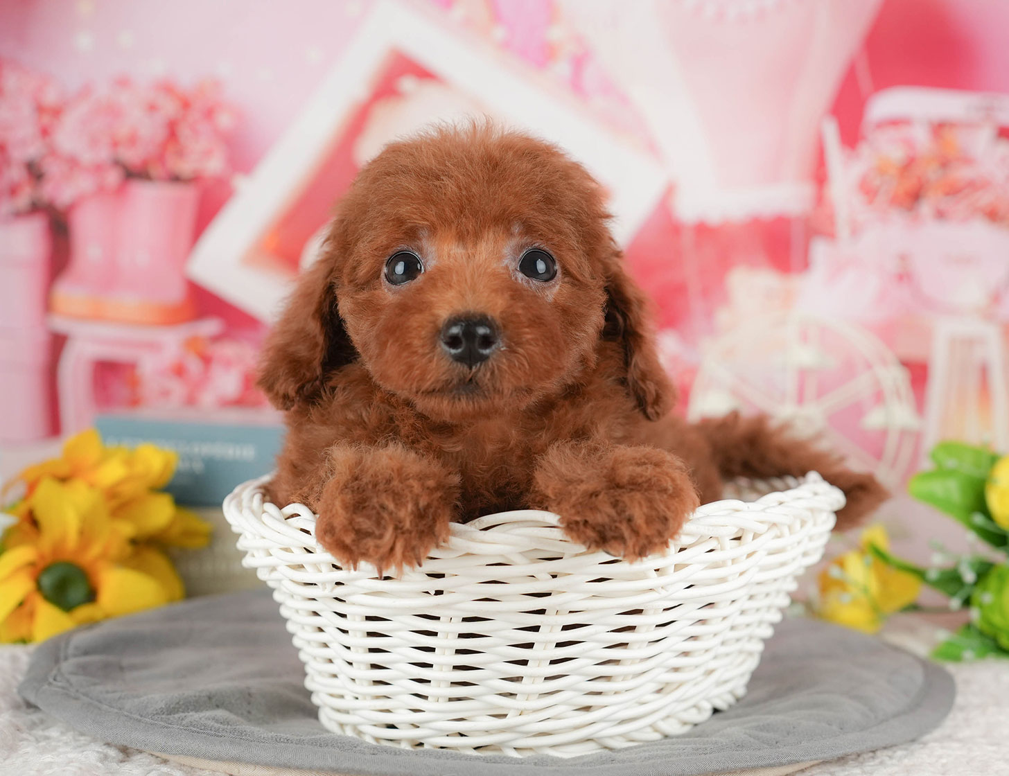 トイ・プードル | 女の子 | レッド | 2025年10月9日