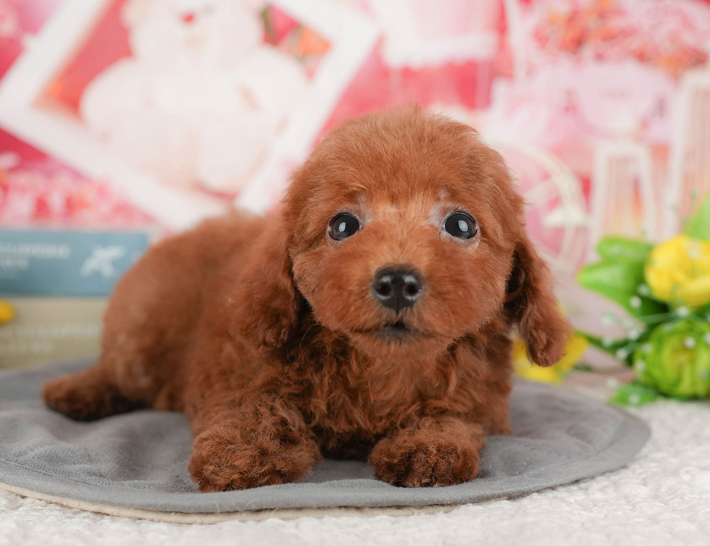 トイ・プードル | 女の子 | レッド | 2025年10月9日