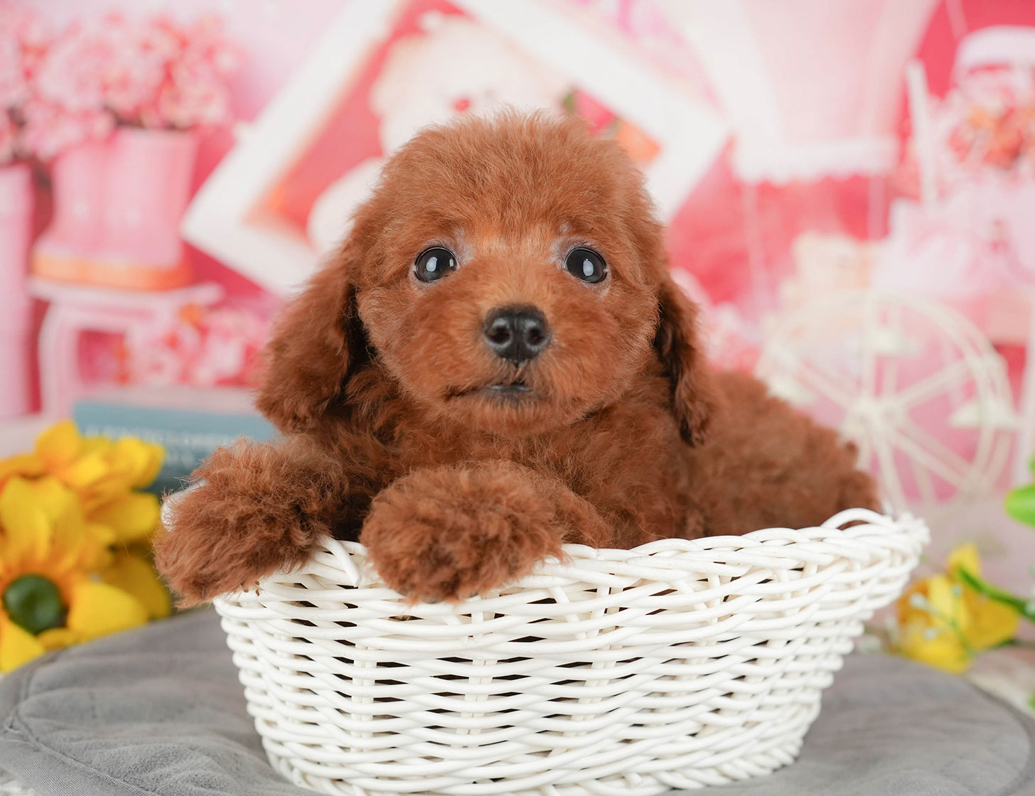 トイ・プードル | 女の子 | レッド | 2025年10月9日