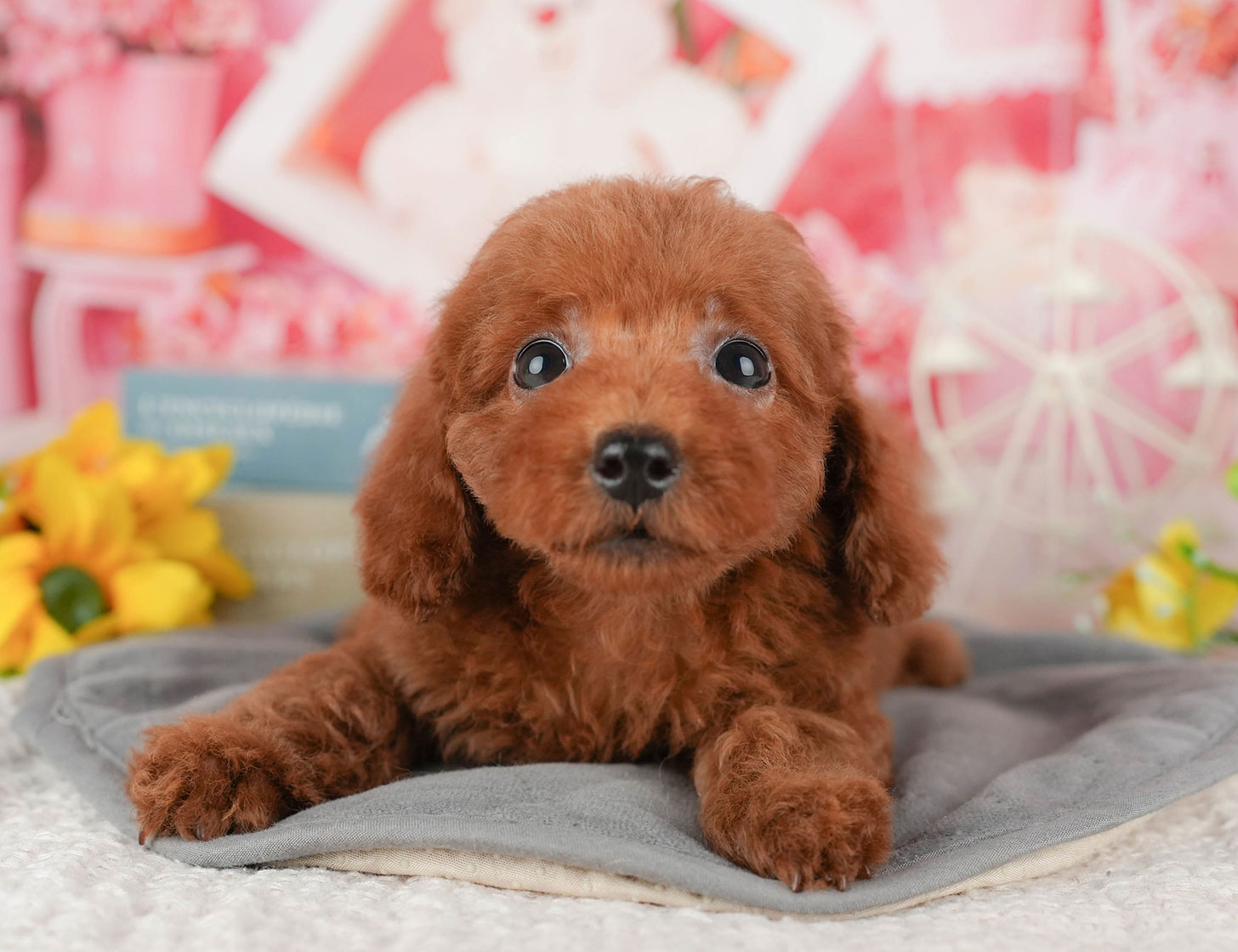 トイ・プードル | 女の子 | レッド | 2025年10月9日