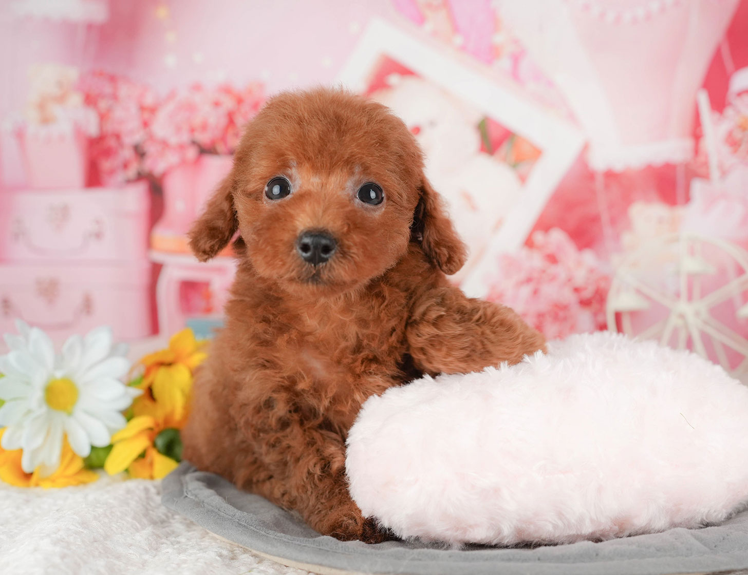 トイ・プードル | 女の子 | レッド | 2025年10月9日