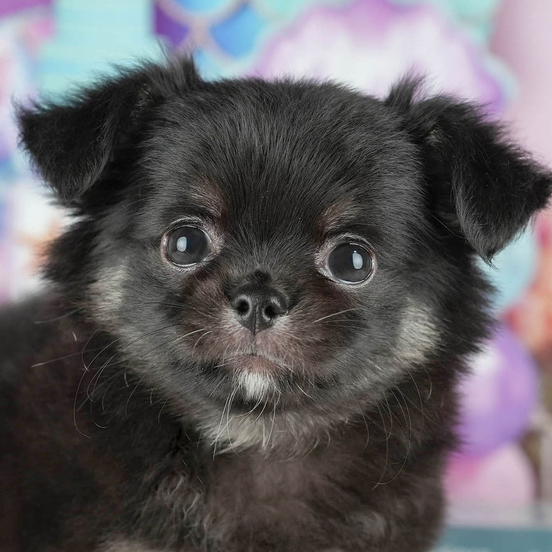 チワワ(ロング) | 女の子 | ブラック&タン | 2025年10月9日