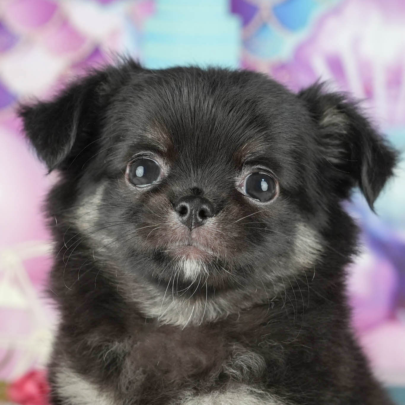 チワワ(ロング) | 女の子 | ブラック&タン | 2025年10月9日