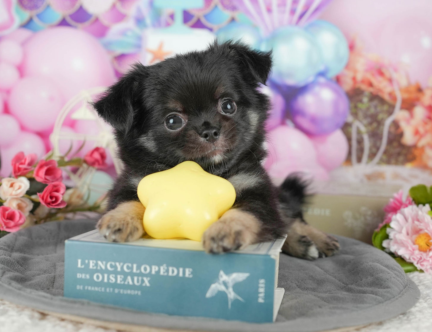 チワワ(ロング) | 女の子 | ブラック&タン | 2025年10月9日