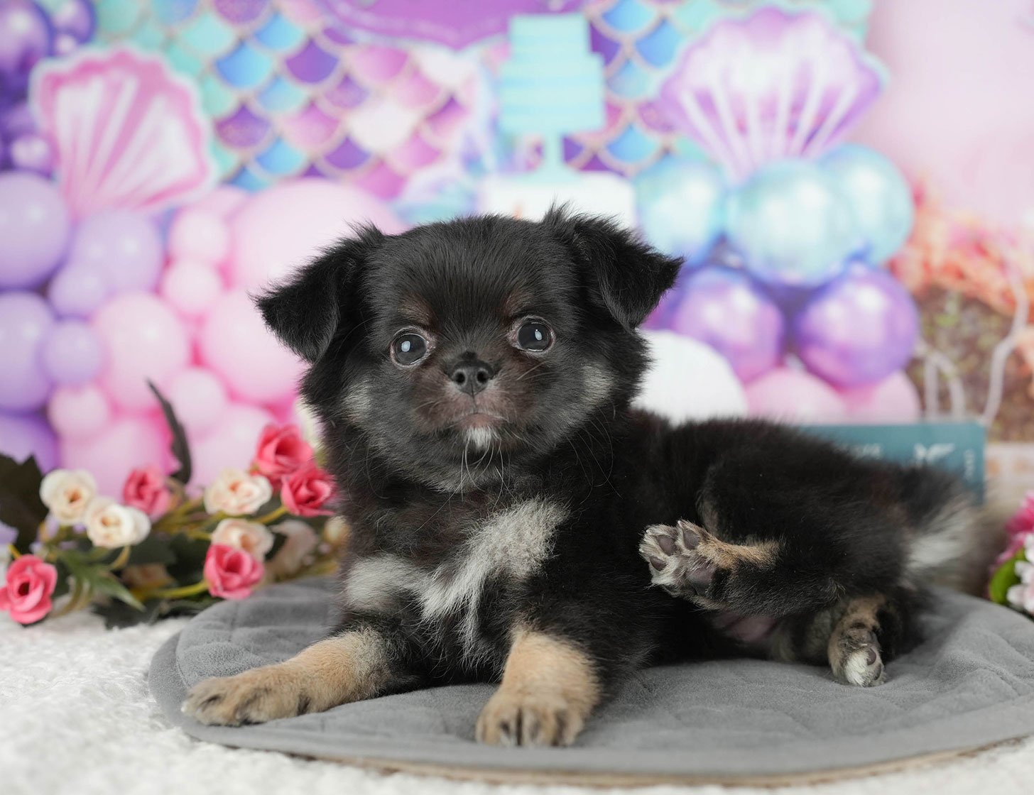 チワワ(ロング) | 女の子 | ブラック&タン | 2025年10月9日