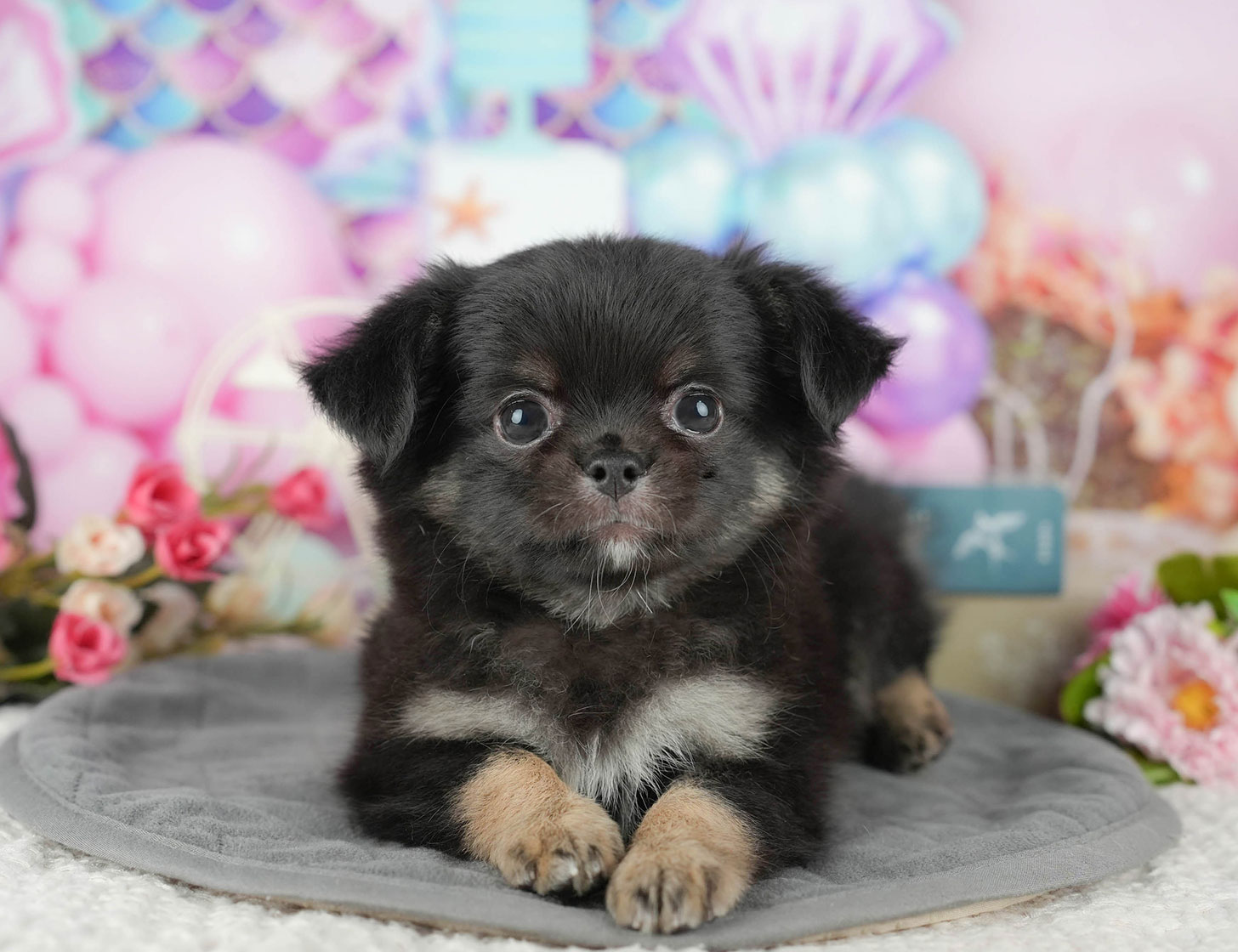 チワワ(ロング) | 女の子 | ブラック&タン | 2025年10月9日