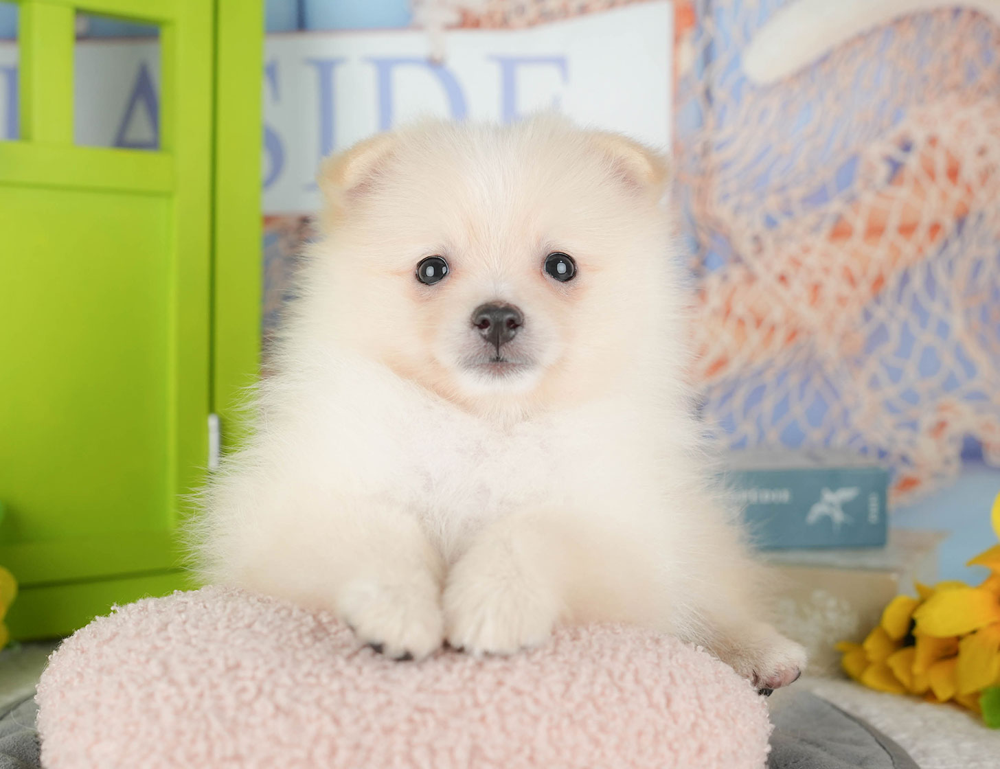 ポメラニアン | 女の子 | クリーム | 2025年10月9日