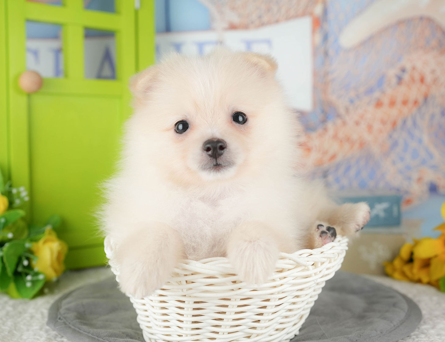 ポメラニアン | 女の子 | クリーム | 2025年10月9日