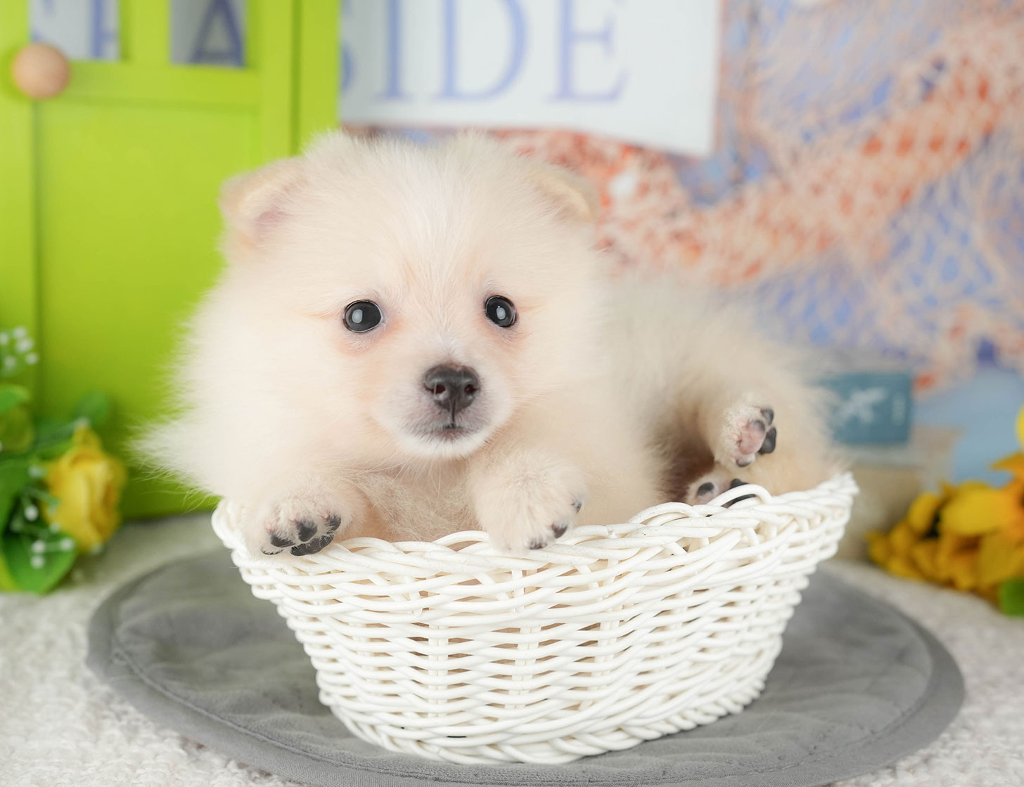 ポメラニアン | 女の子 | クリーム | 2025年10月9日