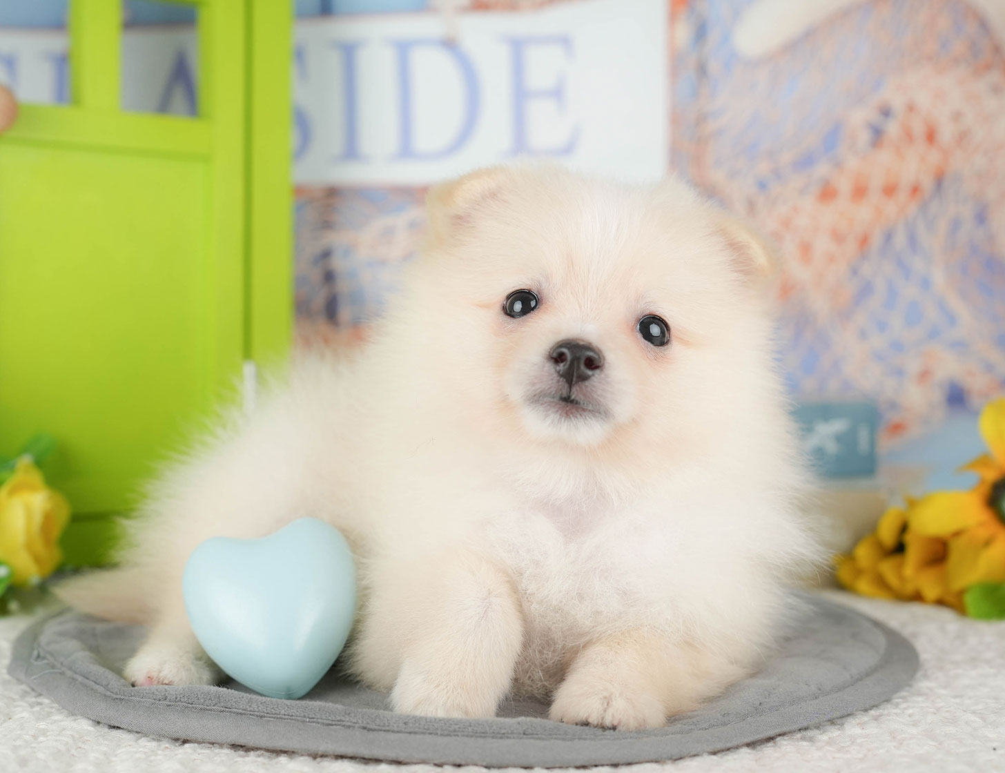 ポメラニアン | 女の子 | クリーム | 2025年10月9日