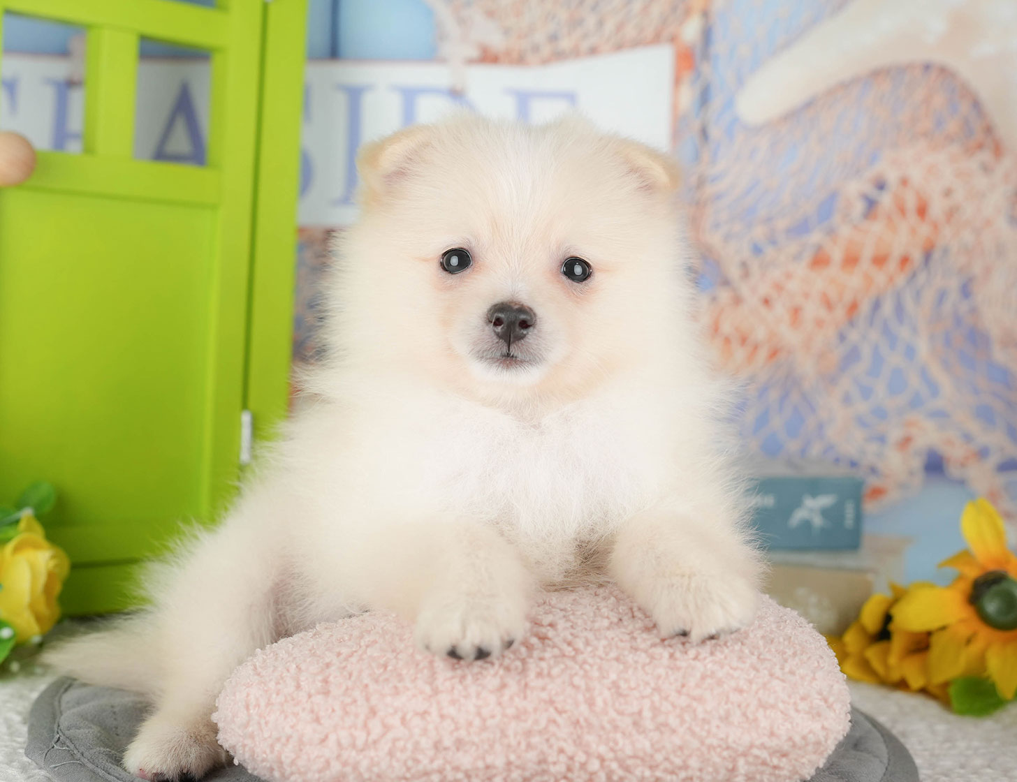 ポメラニアン | 女の子 | クリーム | 2025年10月9日