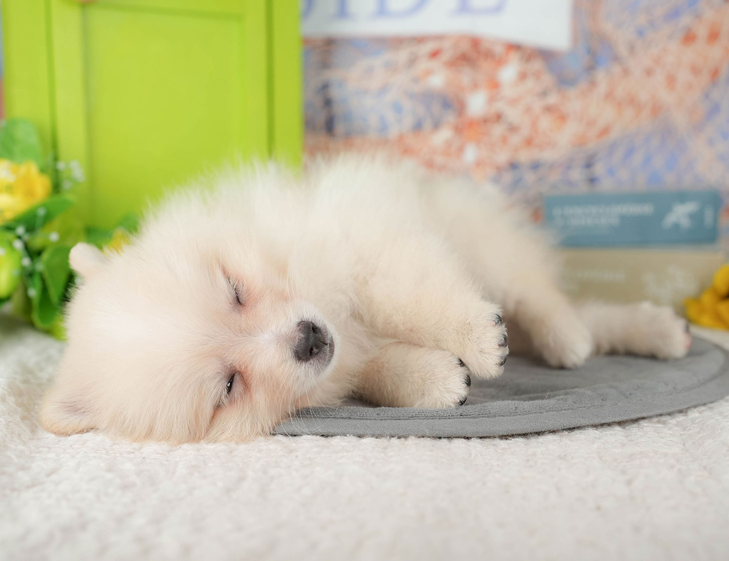 ポメラニアン | 女の子 | クリーム | 2025年10月9日