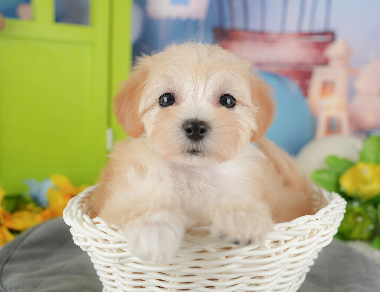 マルプー | 女の子 | クリーム | 2025年10月11日