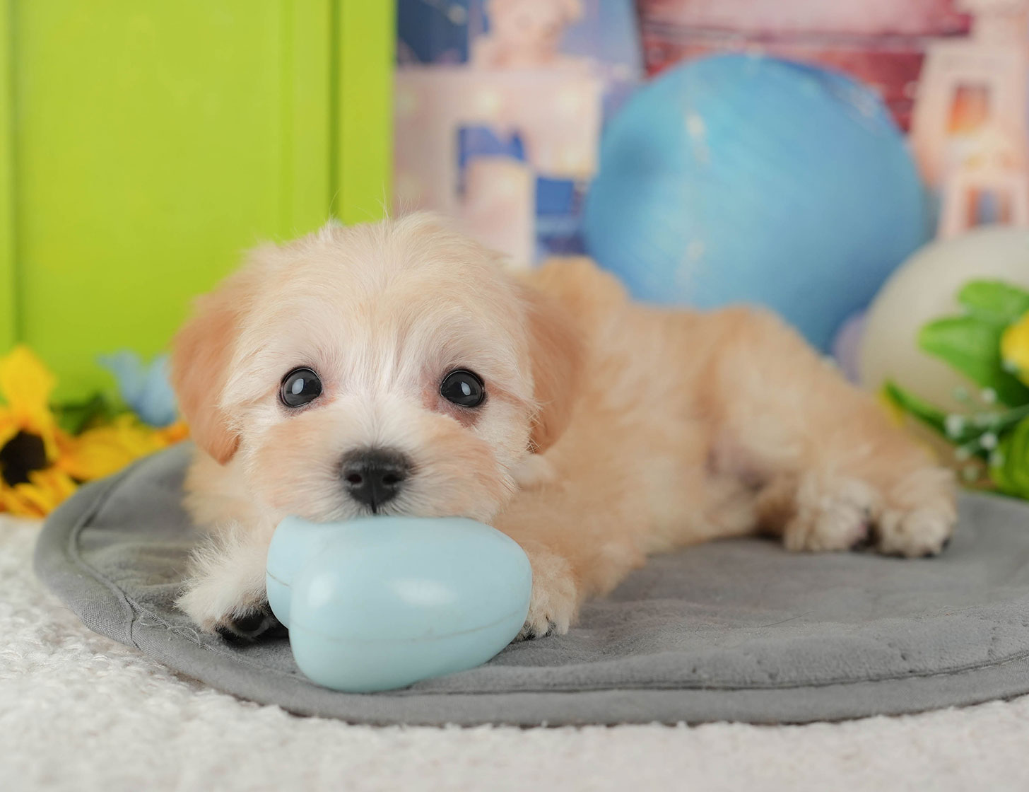 マルプー | 女の子 | クリーム | 2025年10月11日