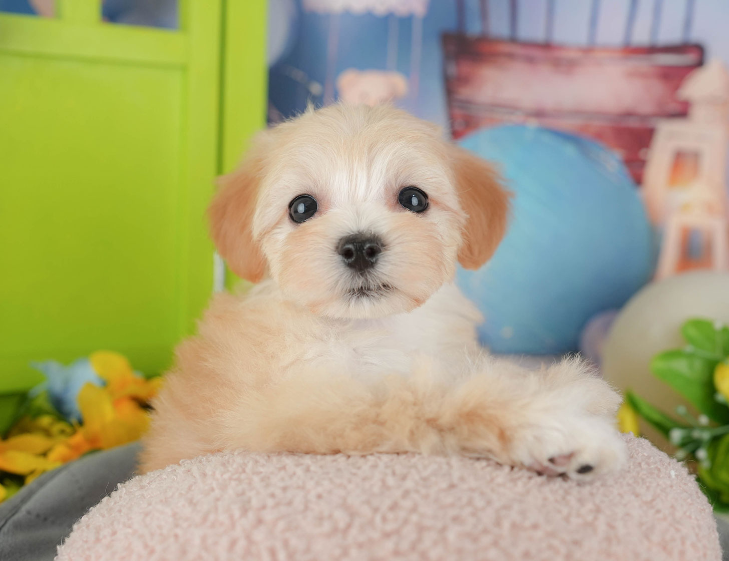 マルプー | 女の子 | クリーム | 2025年10月11日