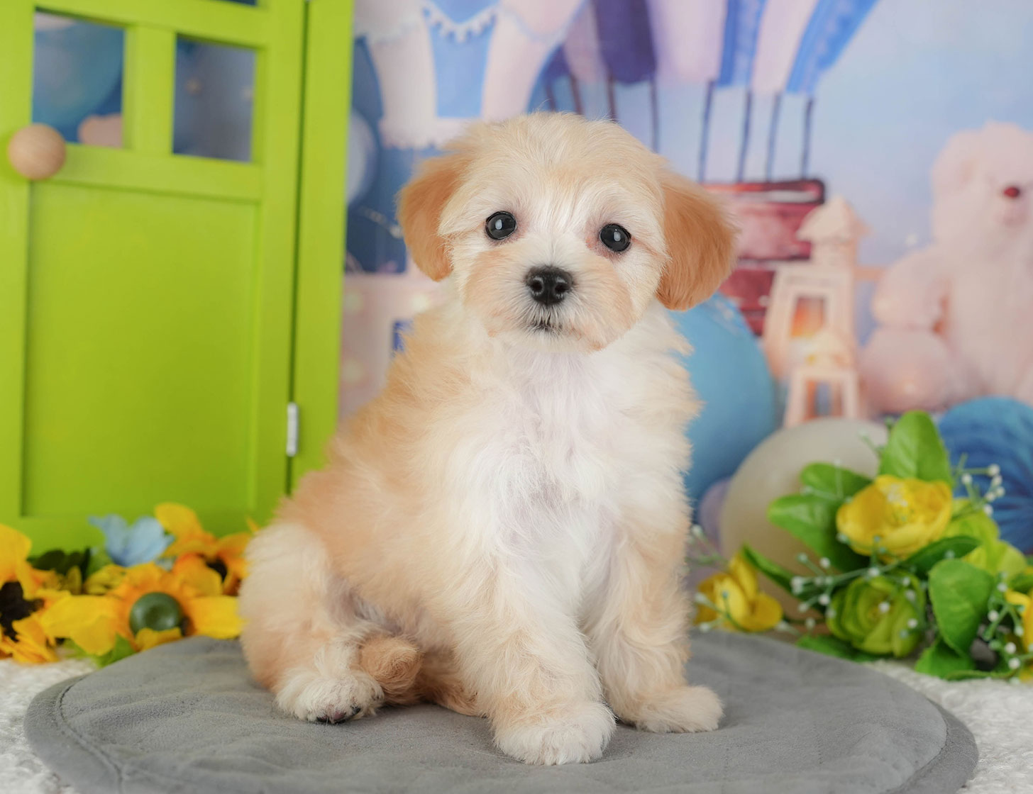 マルプー | 女の子 | クリーム | 2025年10月11日