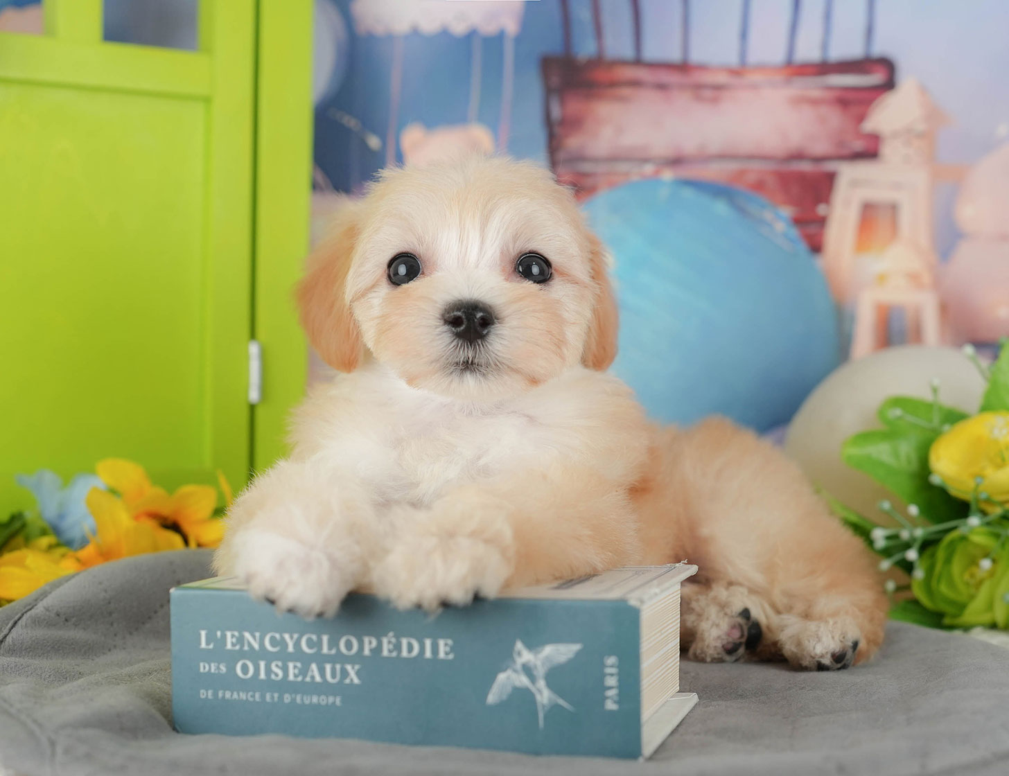 マルプー | 女の子 | クリーム | 2025年10月11日