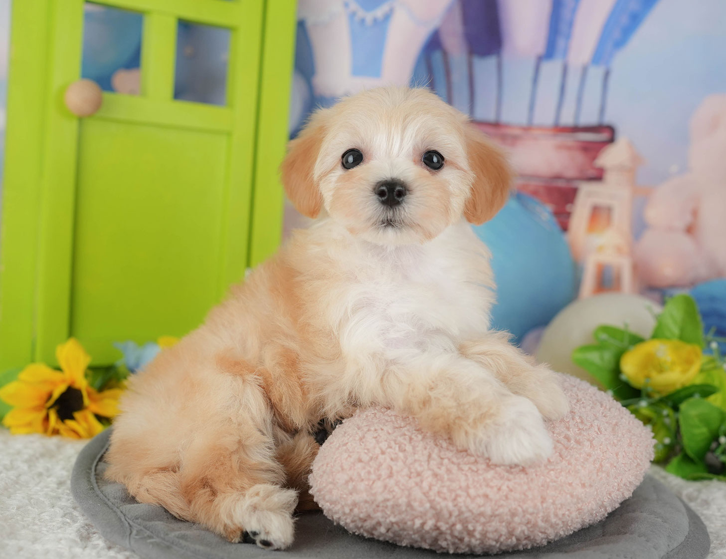 マルプー | 女の子 | クリーム | 2025年10月11日