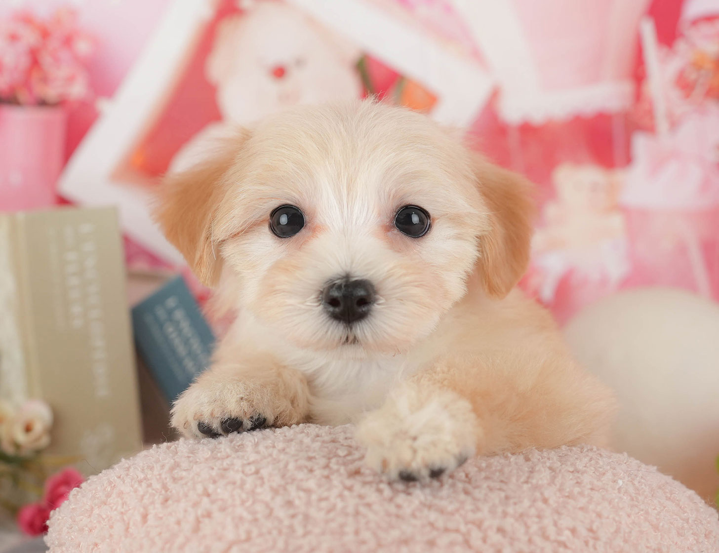 マルプー | 女の子 | クリーム | 2025年10月11日