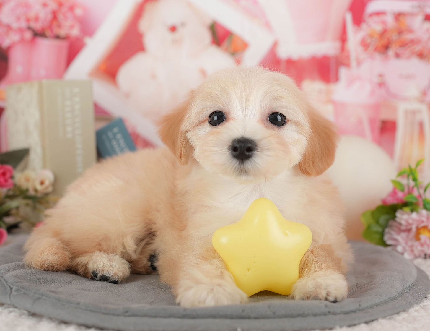 マルプー | 女の子 | クリーム | 2025年10月11日