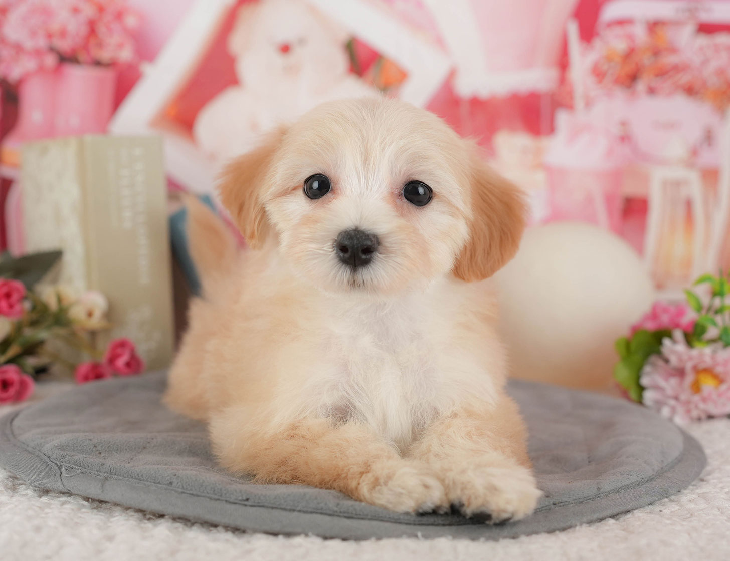 マルプー | 女の子 | クリーム | 2025年10月11日