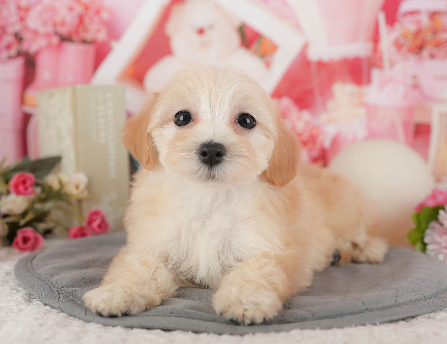 マルプー | 女の子 | クリーム | 2025年10月11日