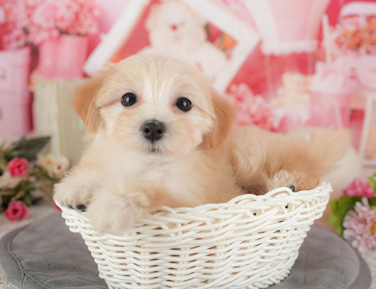 マルプー | 女の子 | クリーム | 2025年10月11日