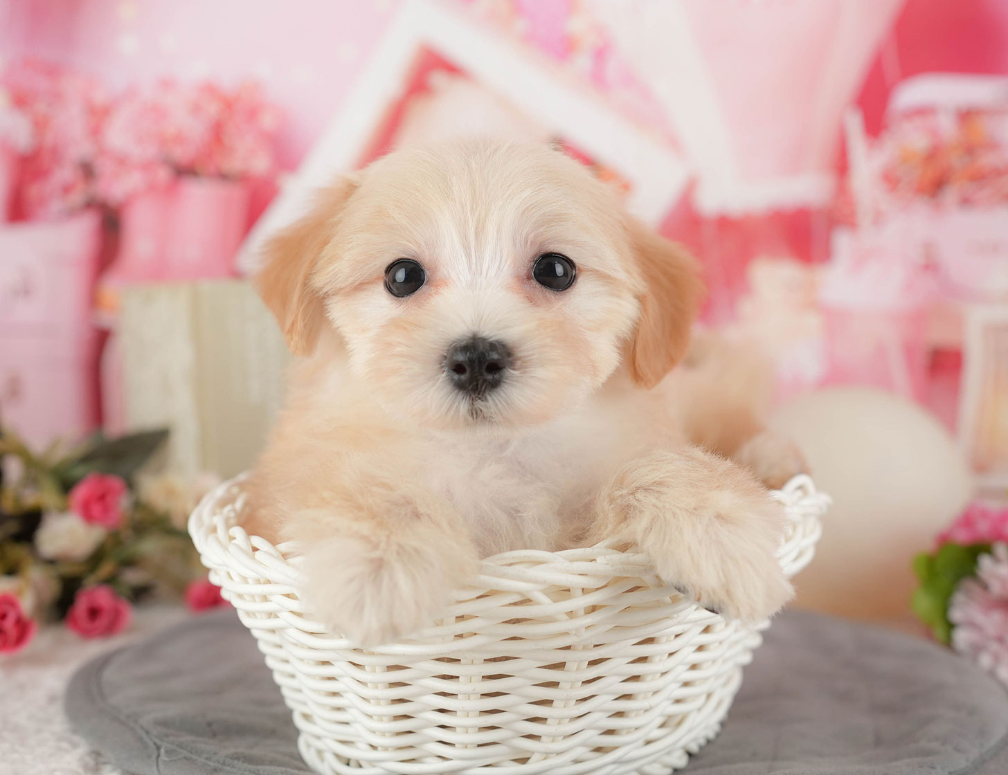 マルプー | 女の子 | クリーム | 2025年10月11日