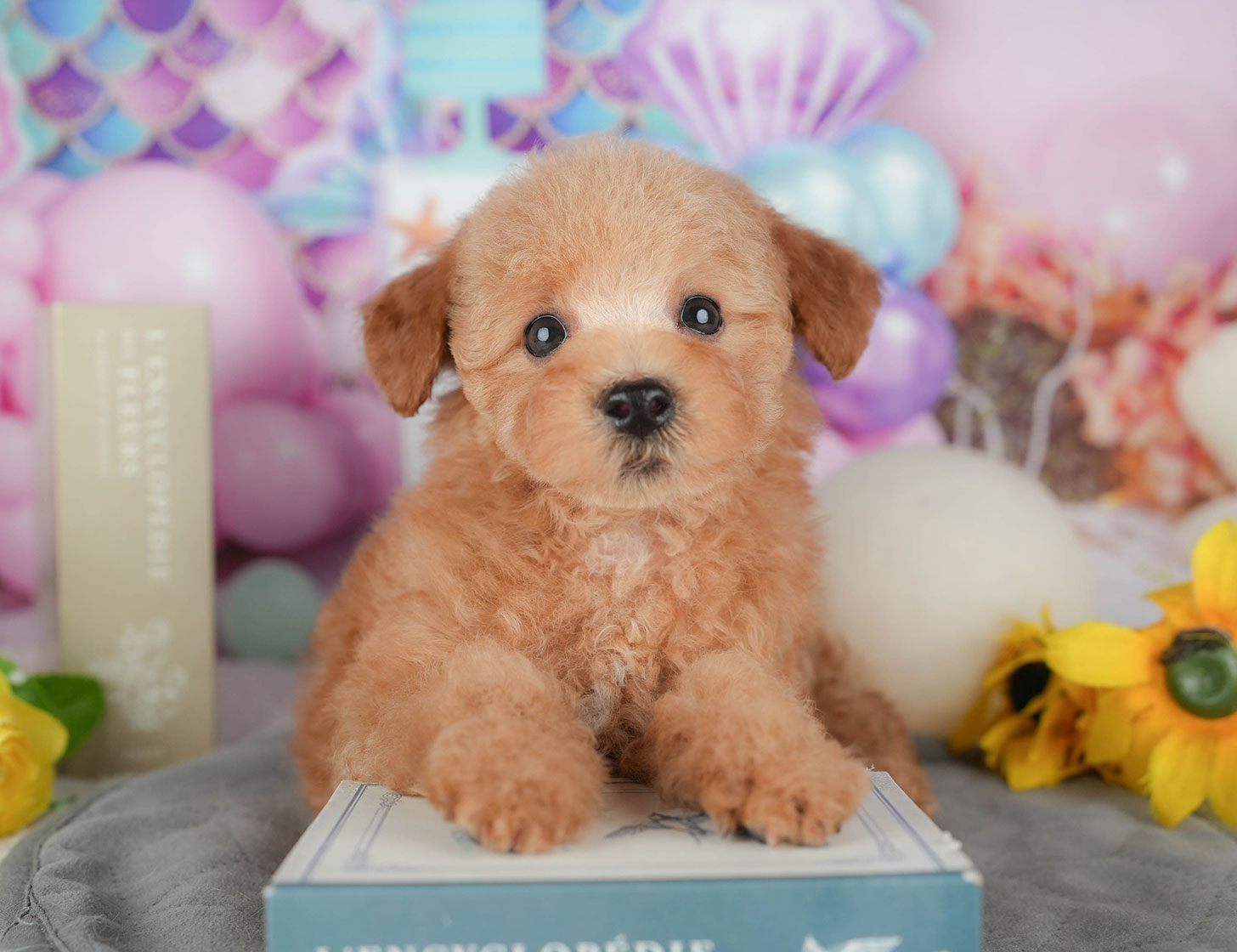 トイ・プードル | 女の子 | アプリコット | 2025年10月11日