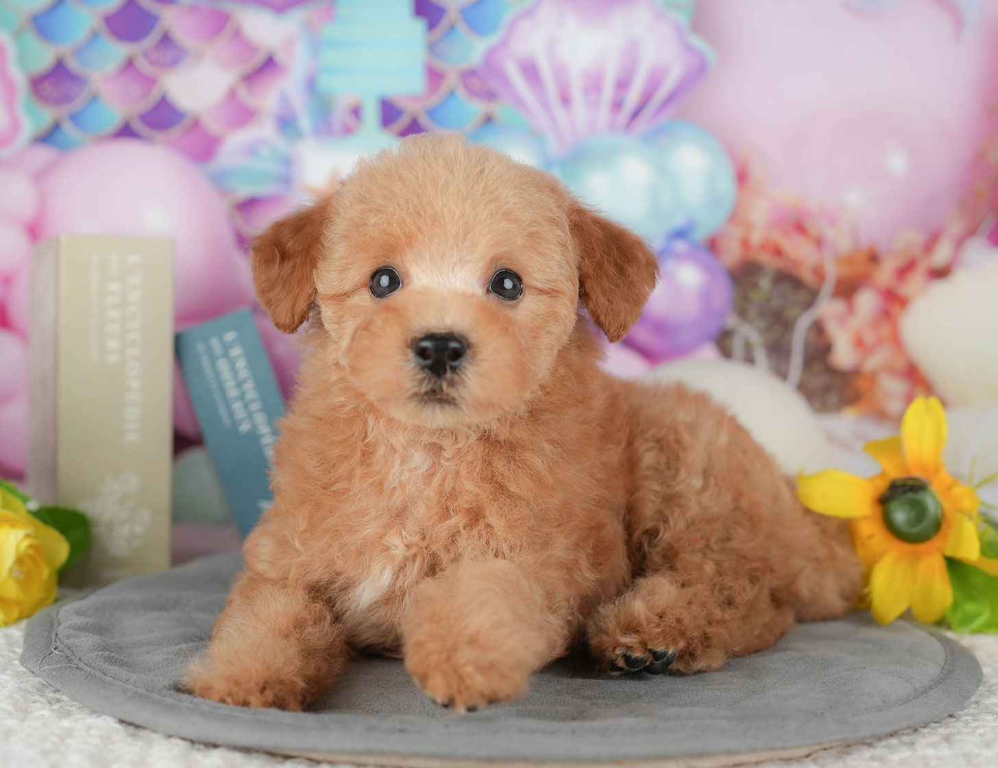 トイ・プードル | 女の子 | アプリコット | 2025年10月11日