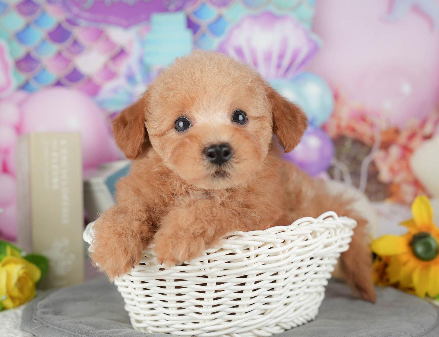 トイ・プードル | 女の子 | アプリコット | 2025年10月11日