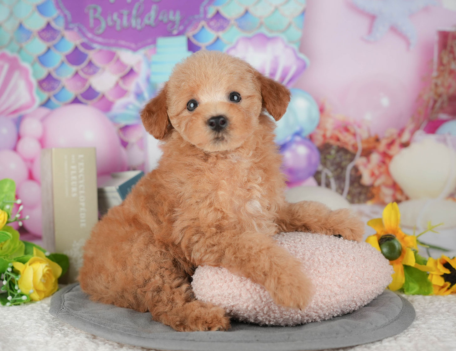 トイ・プードル | 女の子 | アプリコット | 2025年10月11日